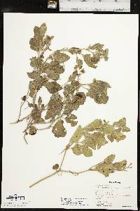 Physalis cinerascens image