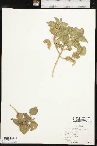 Physalis cinerascens image