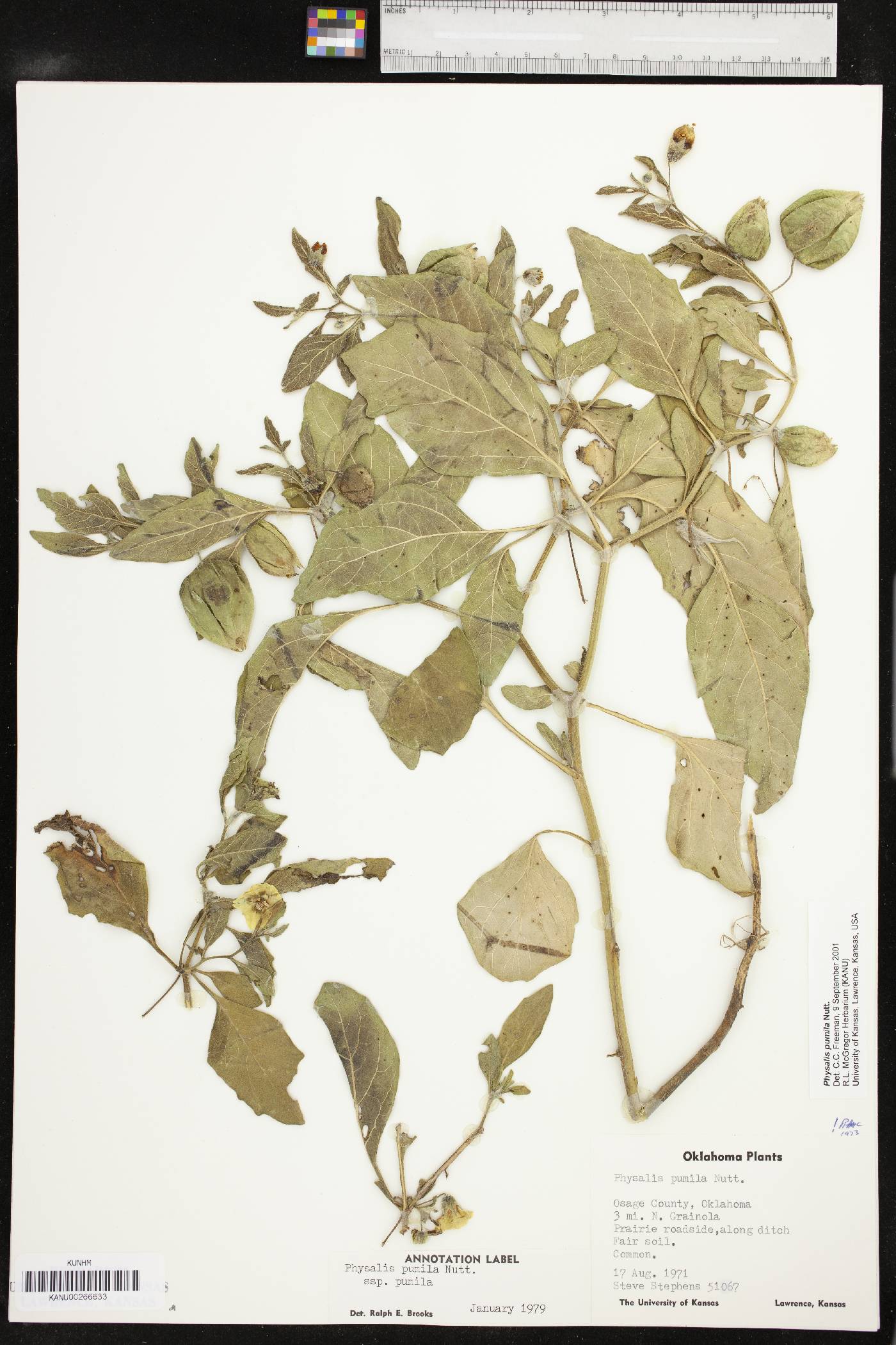 Physalis pumila image