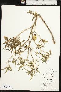 Physalis longifolia image