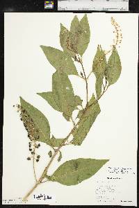 Phytolacca americana var. americana image