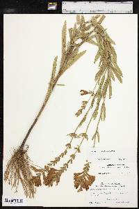 Physostegia angustifolia image