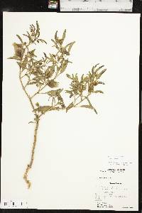 Physalis longifolia var. longifolia image