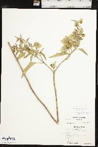 Physalis longifolia var. longifolia image