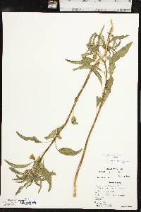 Physalis longifolia image