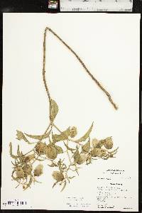 Physalis longifolia image