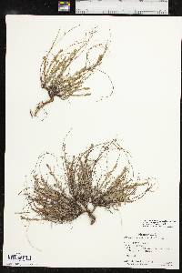 Phyllanthus polygonoides image