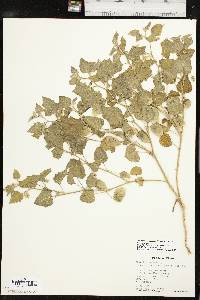 Physalis cinerascens image