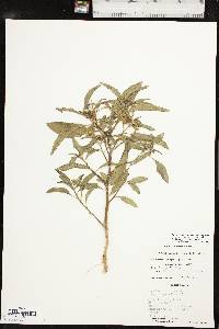 Physalis longifolia image