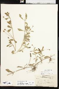 Phyla nodiflora image