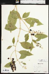 Phytolacca americana var. americana image