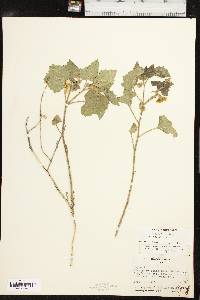 Physalis hederifolia image