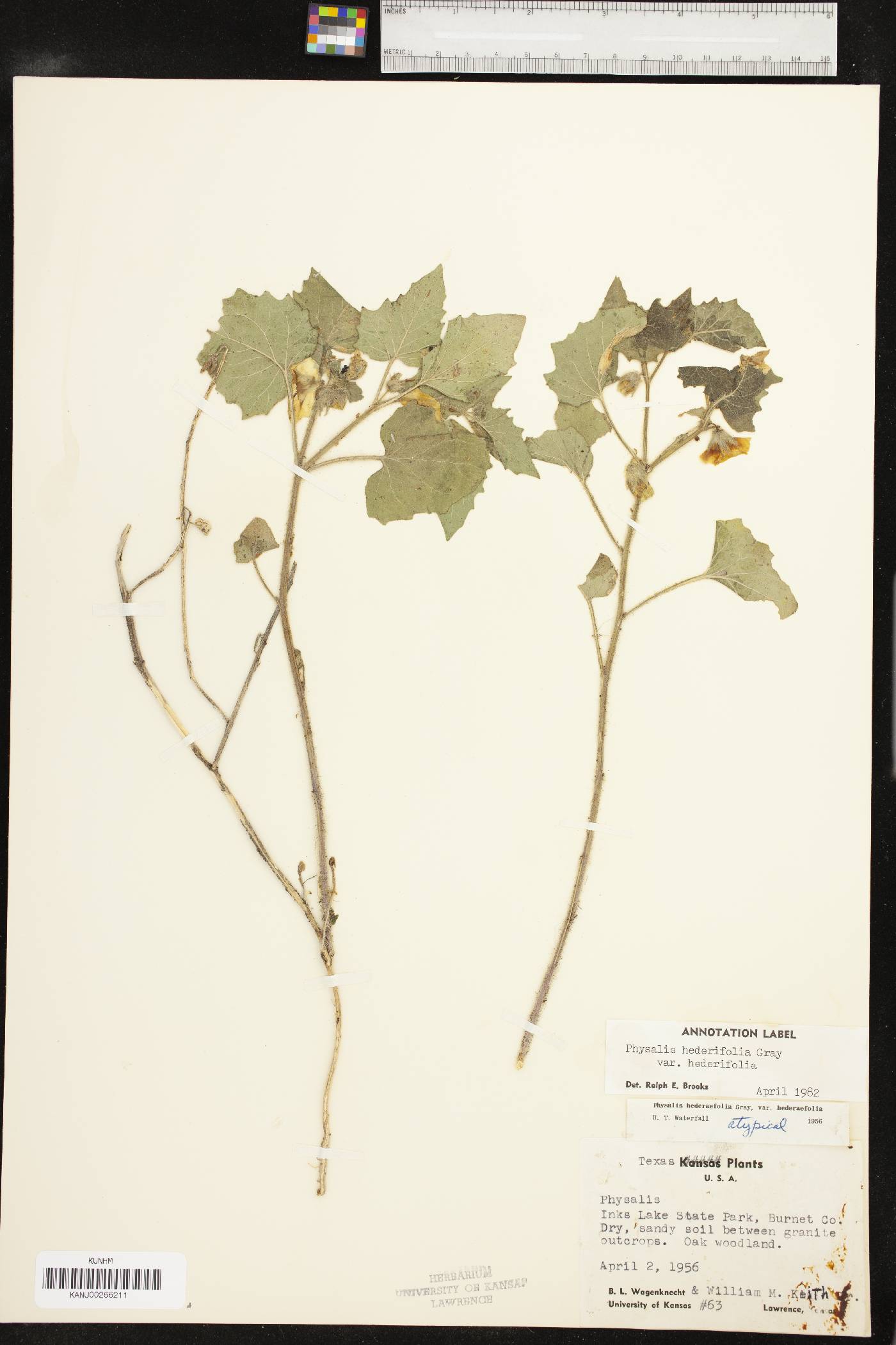 Physalis hederifolia var. hederifolia image