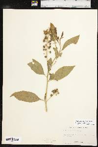 Phytolacca americana var. americana image