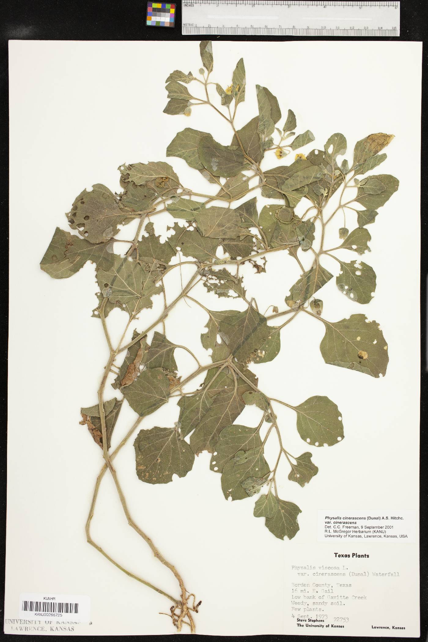 Physalis cinerascens image