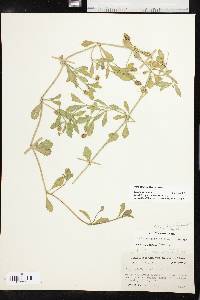 Phyla nodiflora image