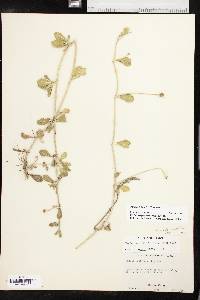 Phyla nodiflora image