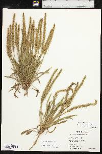 Plantago patagonica image