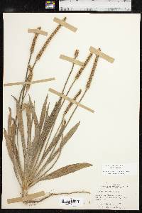 Plantago patagonica image