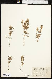 Plantago helleri image