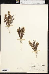 Plantago helleri image