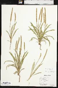 Plantago patagonica image