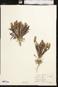 Plantago helleri image