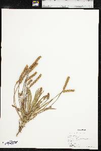 Plantago wrightiana image