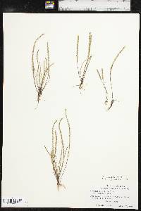 Plantago elongata image