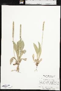 Plantago rhodosperma image