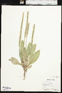 Plantago rhodosperma image