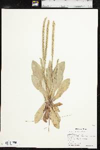 Plantago rhodosperma image