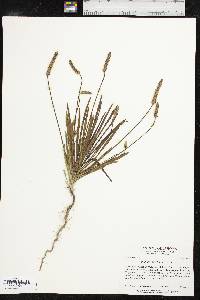 Plantago wrightiana image