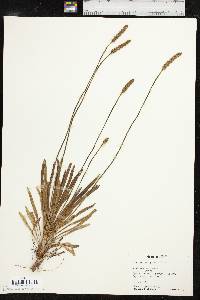 Plantago wrightiana image