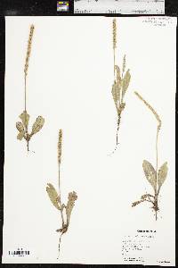 Plantago rhodosperma image