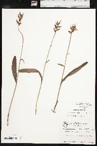 Platanthera clavellata image