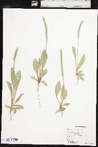 Plantago rhodosperma image