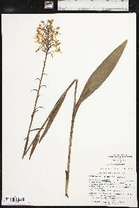 Platanthera ciliaris image