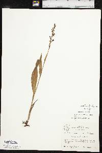 Platanthera flava image