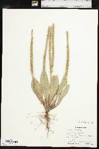 Plantago rhodosperma image