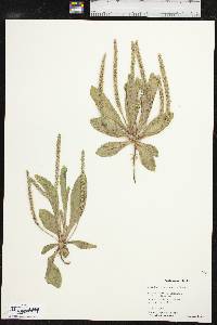 Plantago rhodosperma image