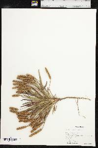 Plantago wrightiana image