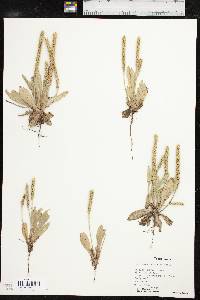 Plantago rhodosperma image