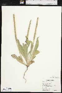 Plantago rhodosperma image