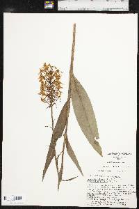 Platanthera ciliaris image