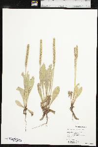 Plantago rhodosperma image