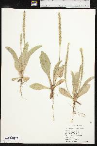 Plantago rhodosperma image