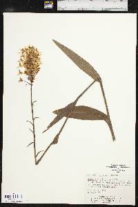 Platanthera ciliaris image