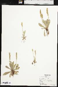 Plantago rhodosperma image