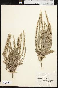 Plantago rhodosperma image